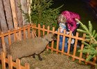 Michal Sláma : Živý Betlém 25.12.2016, Živý Betlém 25.12.2016 - Doubravy